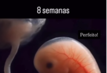 Ser humano entre a 7ª e 11ª semana de desenvolvimento